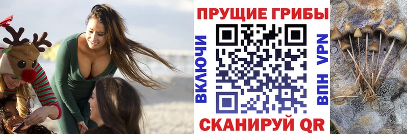 Псилоцибиновые грибы Psilocybe  mega как войти  Приволжск  наркотики 